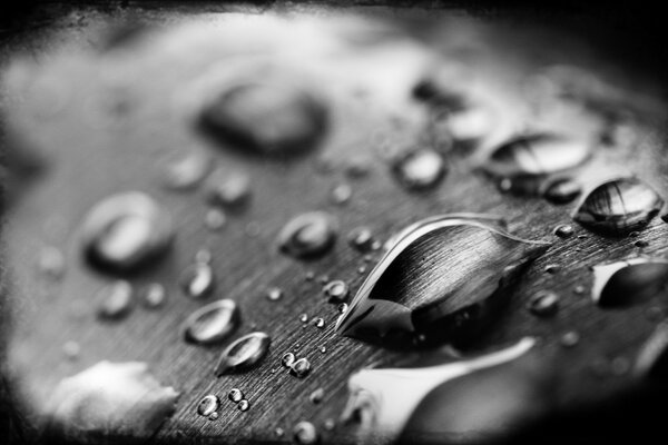 Imagen en blanco y negro de una gota de agua en una hoja