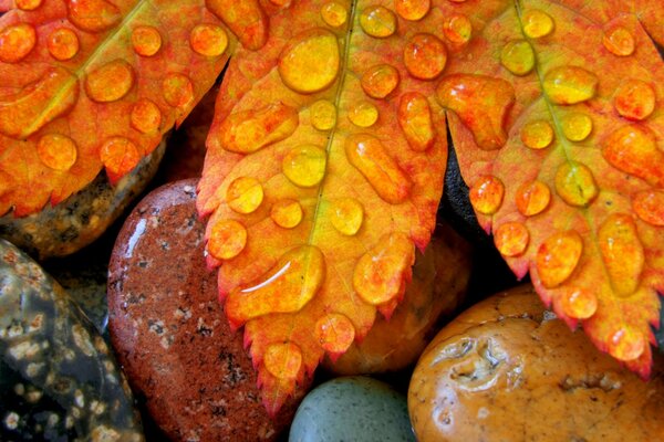 Herbstlaub auf Steinen in Wassertropfen