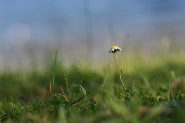 Camomille sur un champ vert