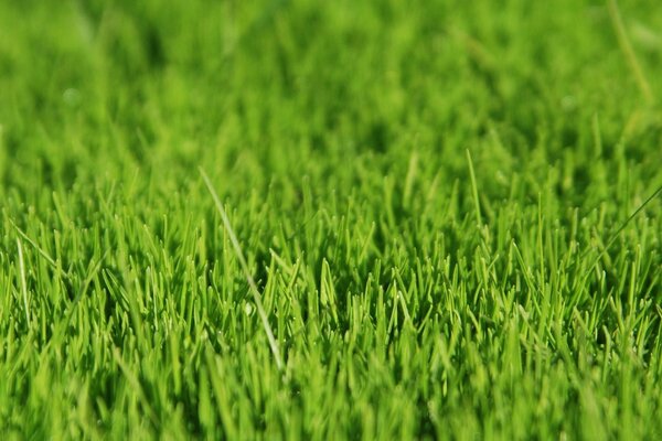 Fragment trawnika. Zielona trawa z bliska