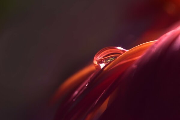 Goutte d eau sur un pétale de rose