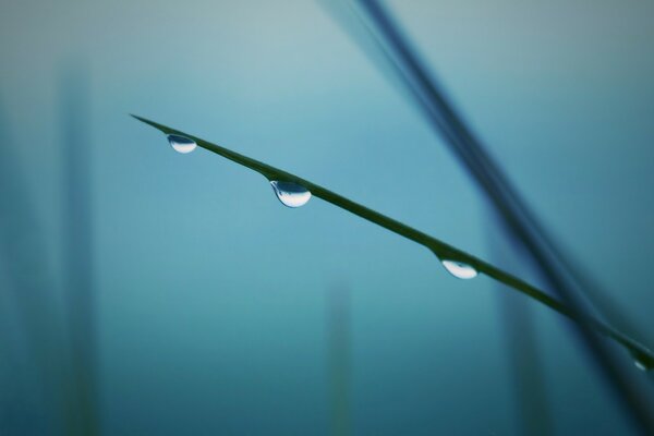 Three drops on a blade of grass