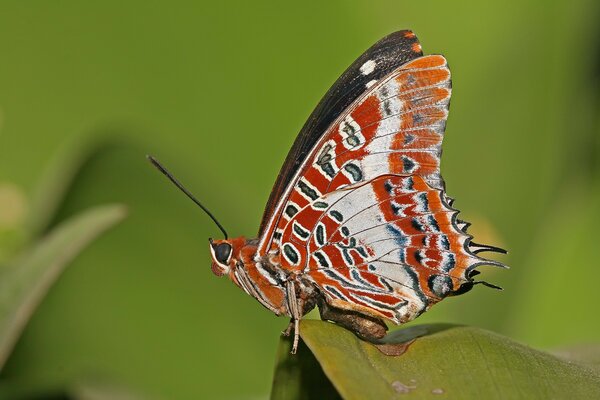 Schmetterling mit roten Flügeln auf einem Blatt