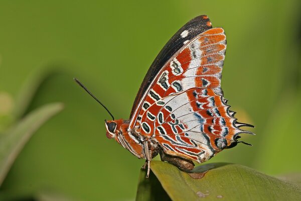 Motyl z czerwonymi skrzydłami na liściu