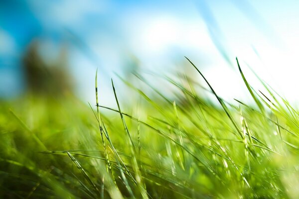 Hojas de hierba verde contra el cielo