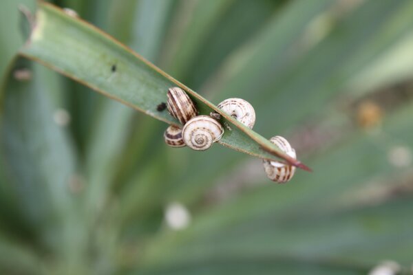 A few snails on a blade of grass