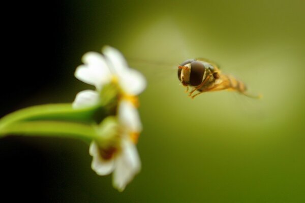 Recolección de néctar por una abeja de una flor