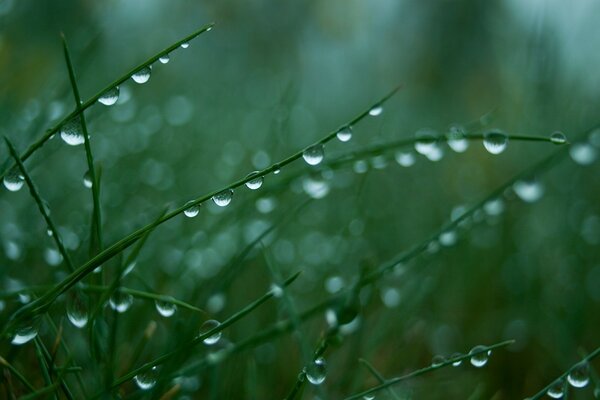 Dew drops on the green grass