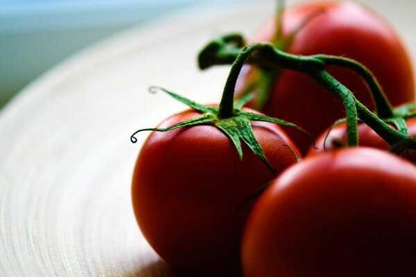 A branch of ripe red tomatoes