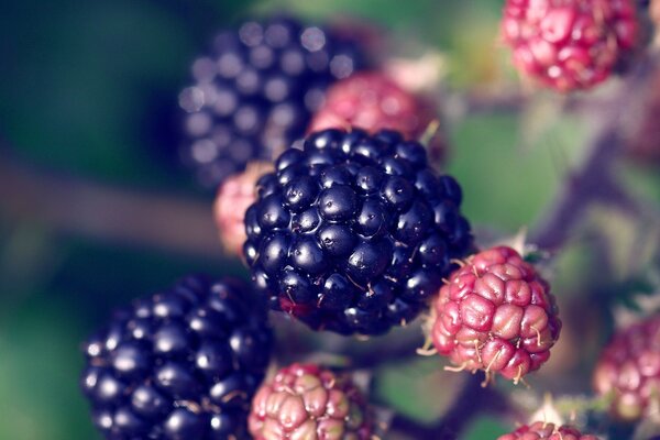 Photo of blackberry berries on a branch