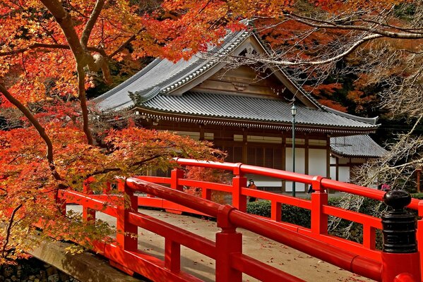 A Japanese temple in the midst of orange maples. Near the bridge