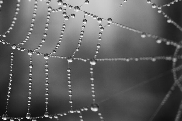 Dewdrops on a thin cobweb