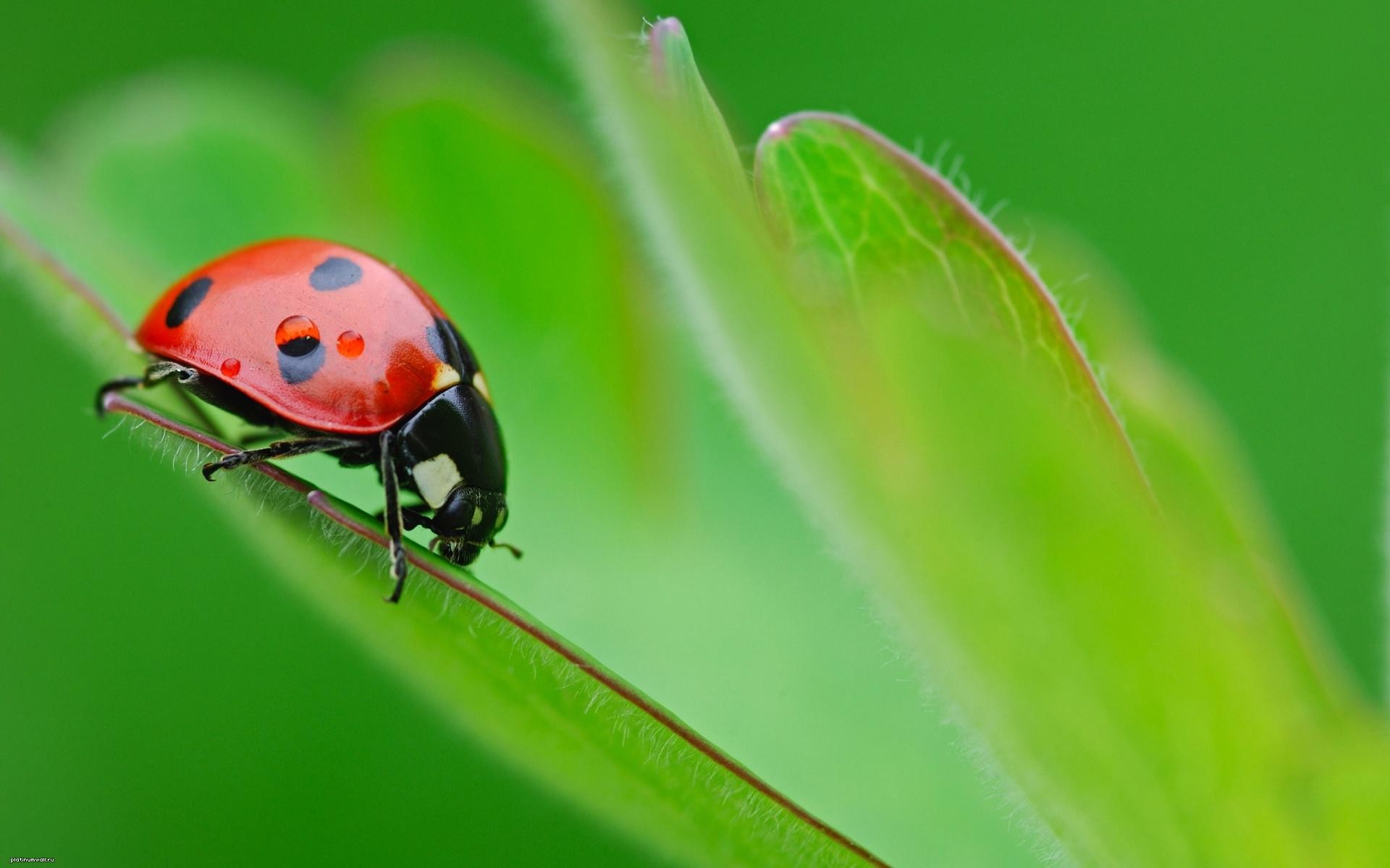 makro käfer grün nicht austrocknend