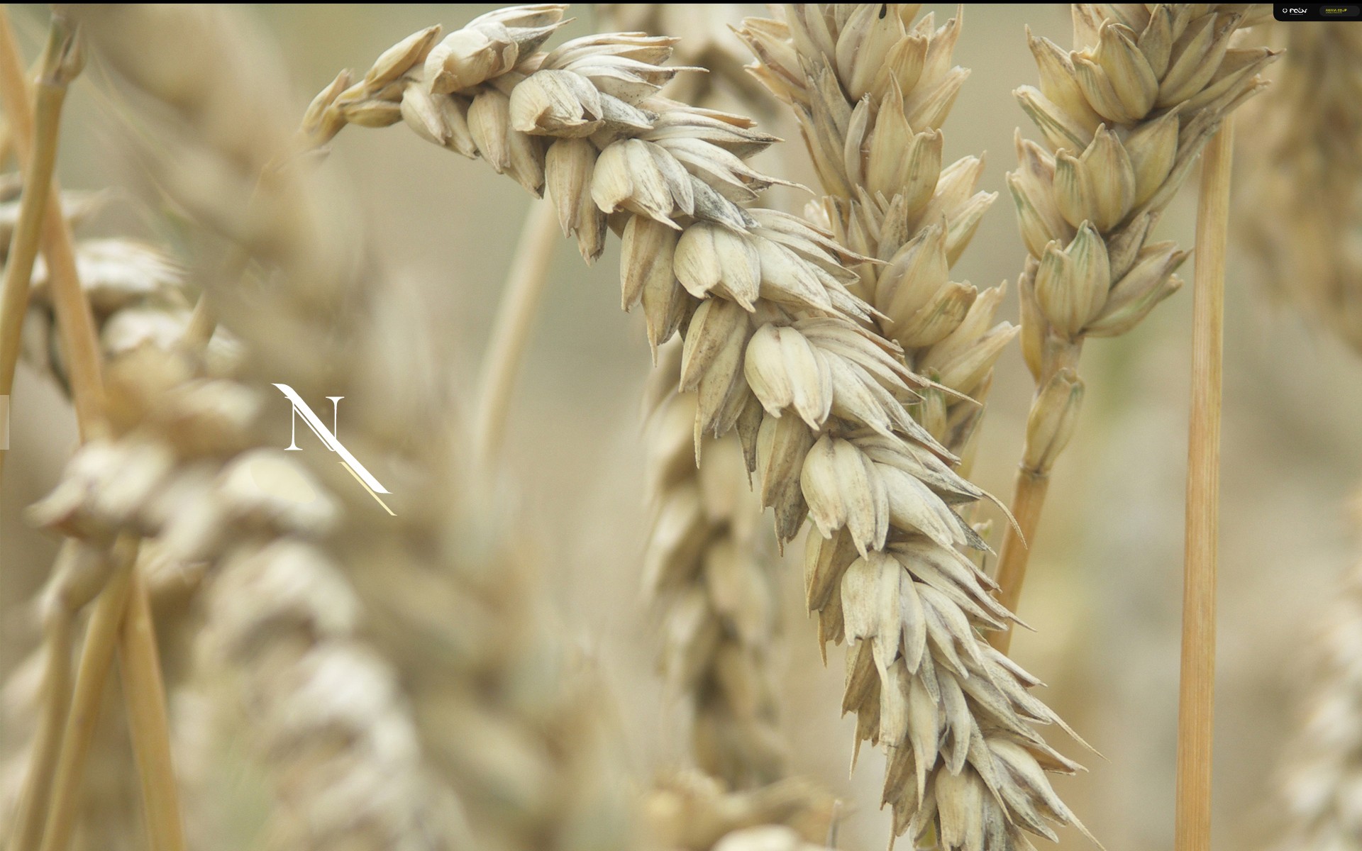 wheat spike the field