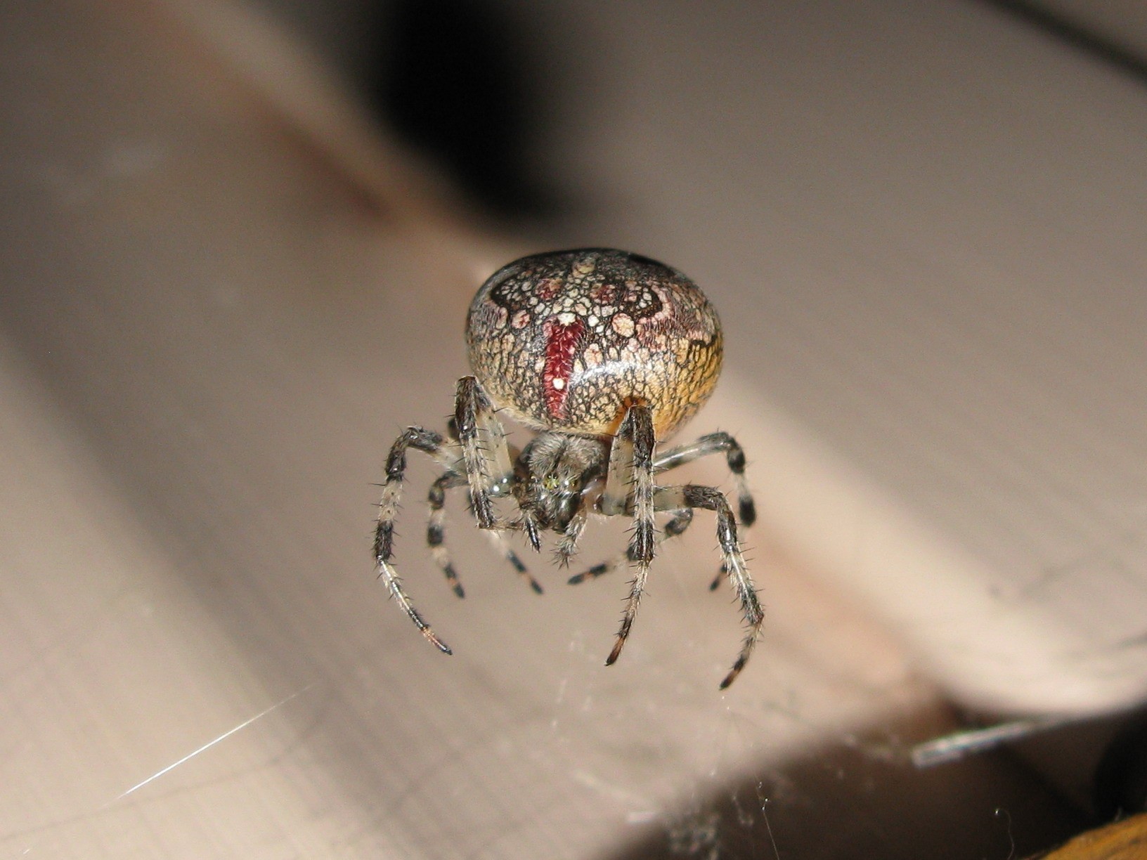 araña naturaleza insectos