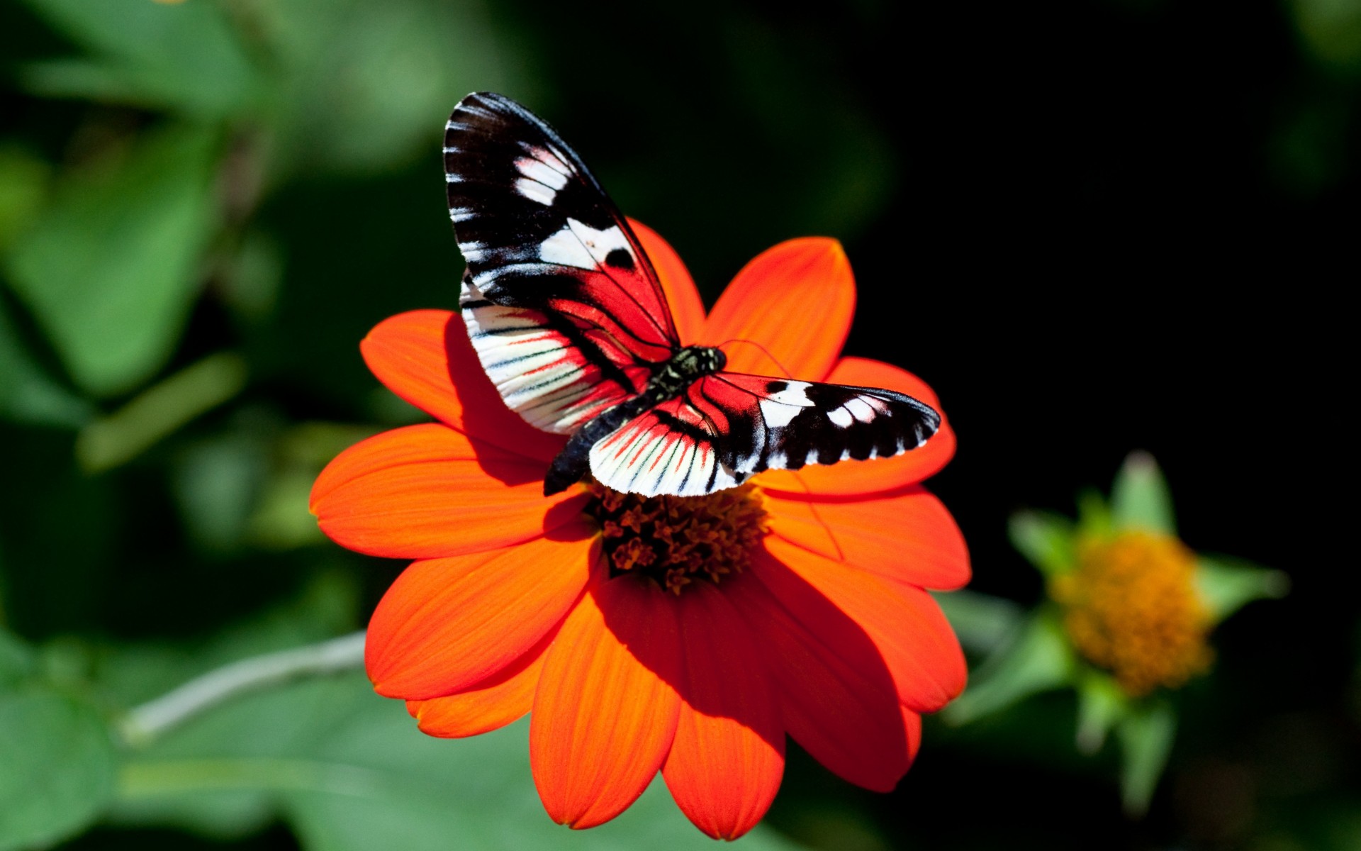 butterfly aster flower