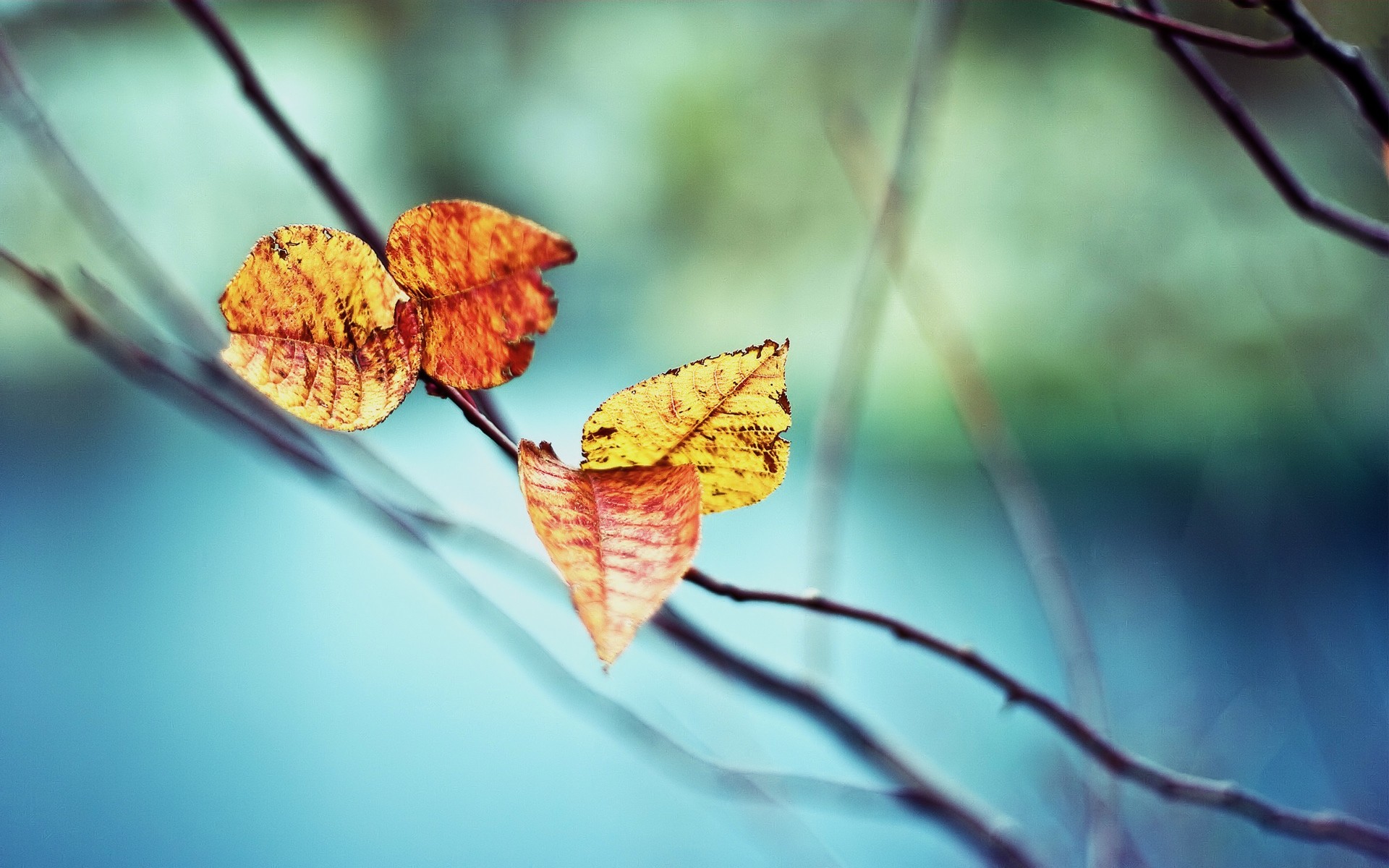 automne feuilles branches