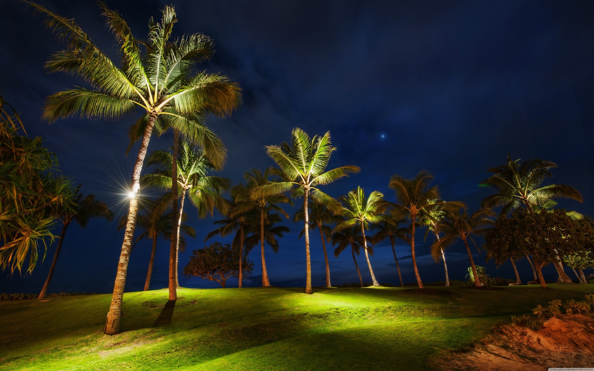 notte palme erba hawaii oahu campo