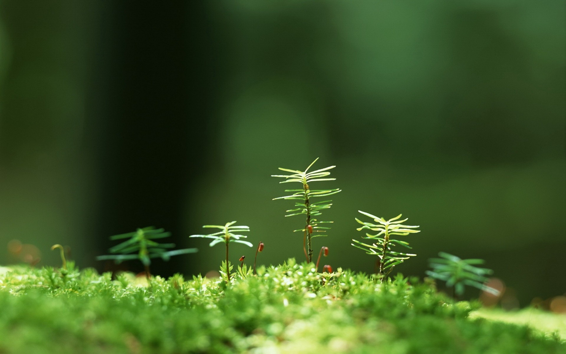 verdure herbe choux