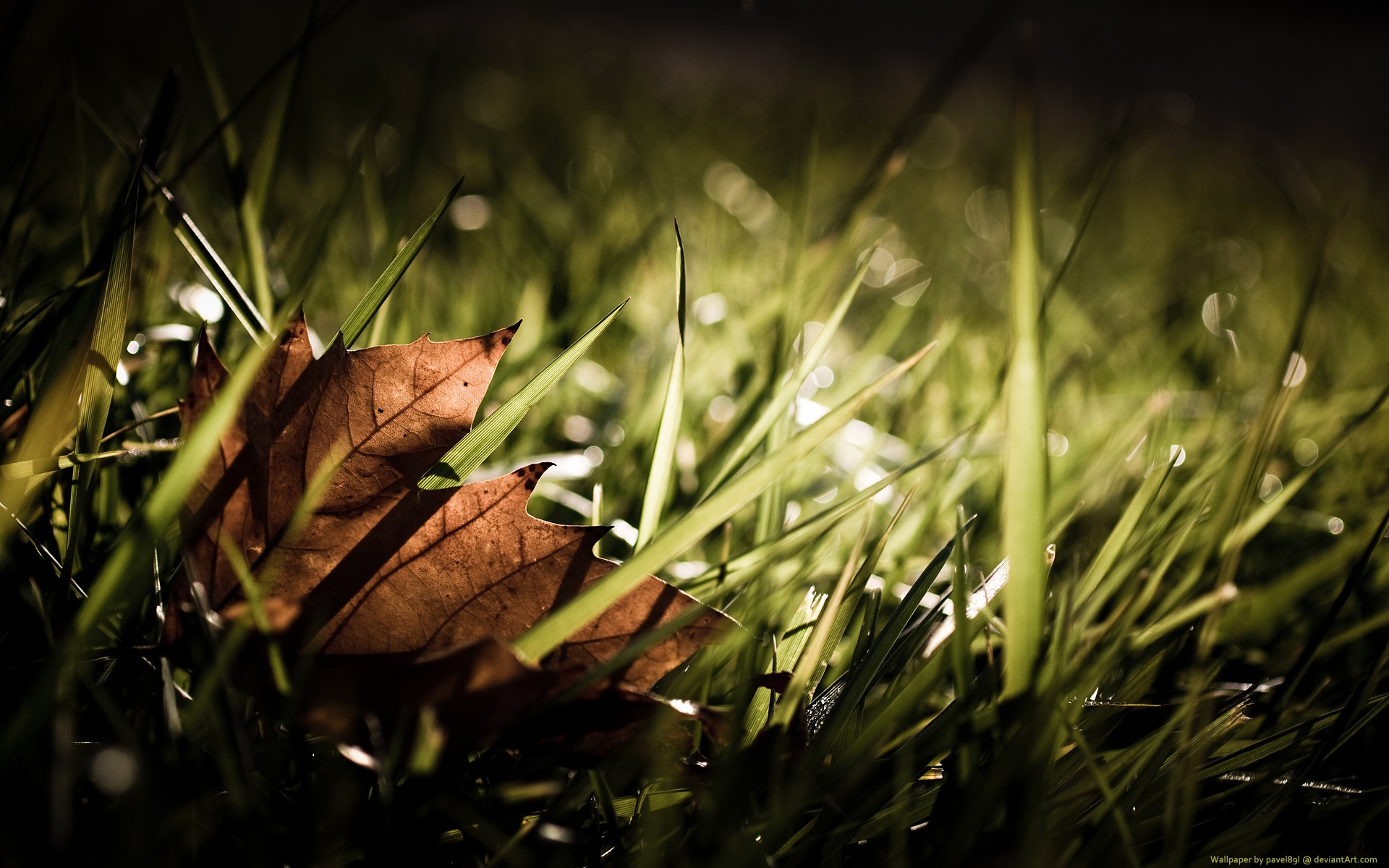 hoja hierba otoño caída