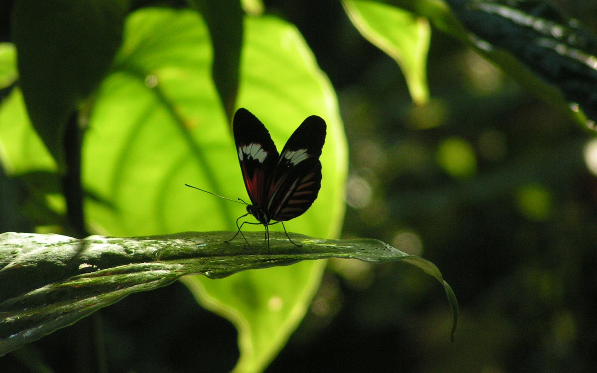 motyl liść owad