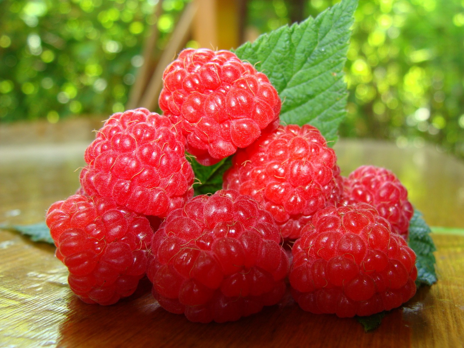 framboise gros plan baie feuille nourriture