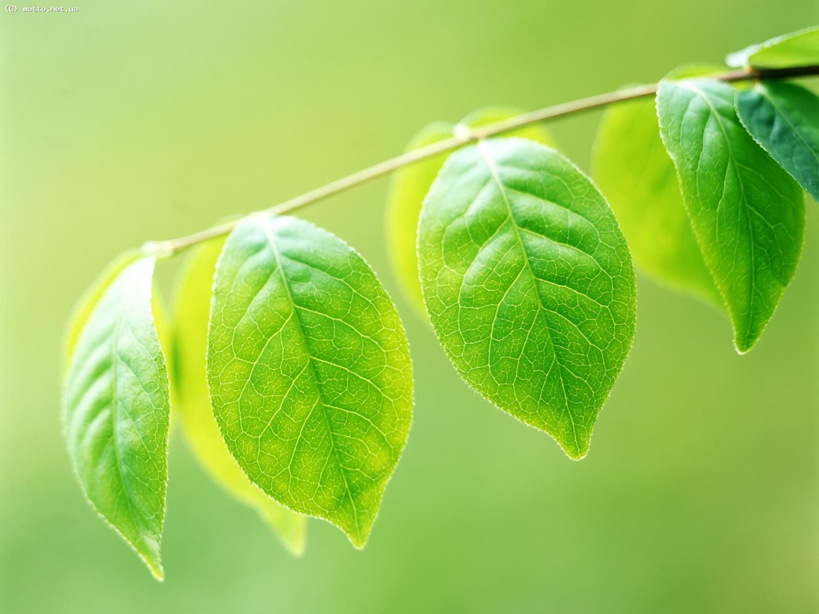 branche feuilles vert