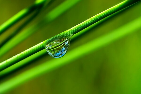 Goutte de rosée pure sur une barre verte