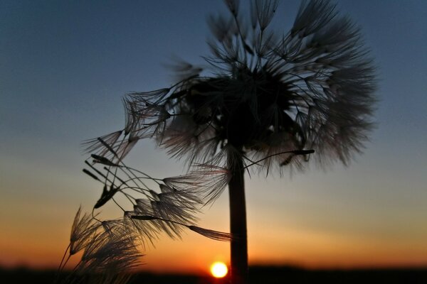 Dandelion at sunset