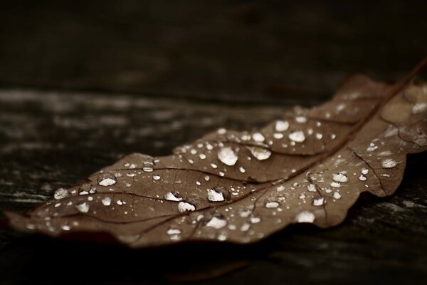 Il y a beaucoup de gouttes sur la feuille brune