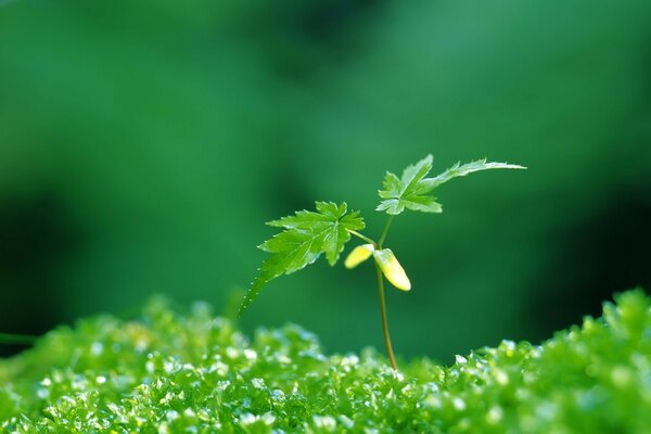 Eine kleine grüne Pflanze auf dem Gras