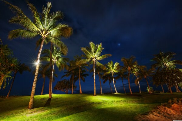 Erba notturna e palme alle Hawaii