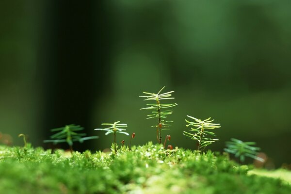 Green shoots in the forest