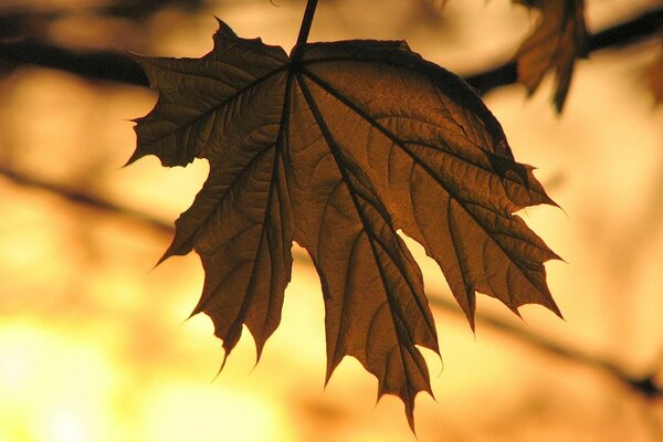 Foglia gialla autunnale su un ramo