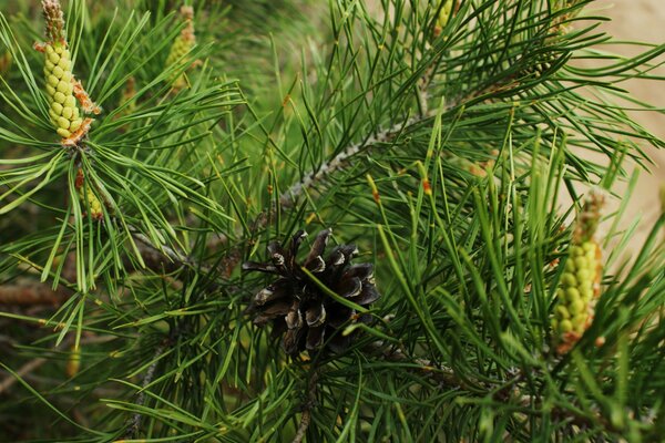 Pomme de pin de sapin sur la branche verte de l épinette