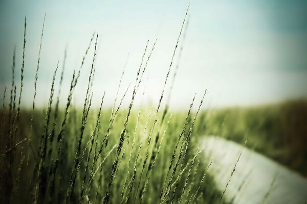 Green grass and sunlight