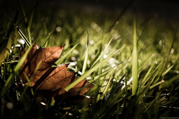 Die Ankunft des Herbstes, die ersten gefallenen Blätter