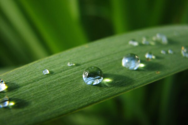 Dew drops on a green leaf