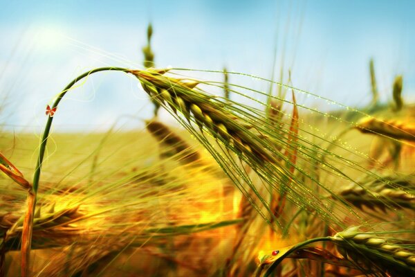 Miglio spighe pane futuro