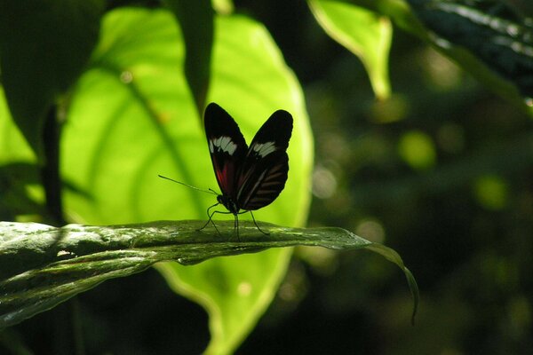 Ein Schmetterling sitzt auf einem Blatt und versucht, Nahrung zu finden