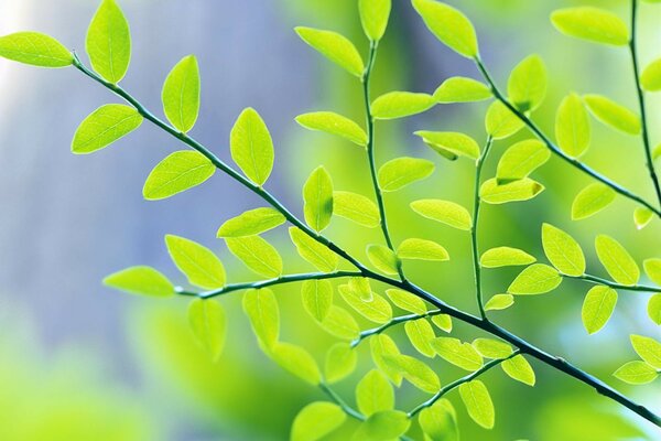 Branche d arbre avec de petites feuilles