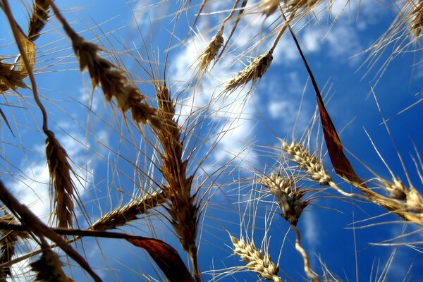 Ears of ripe wheat against a clear sky