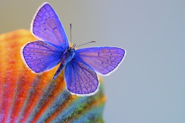 Hermosa mariposa flotando en el cielo