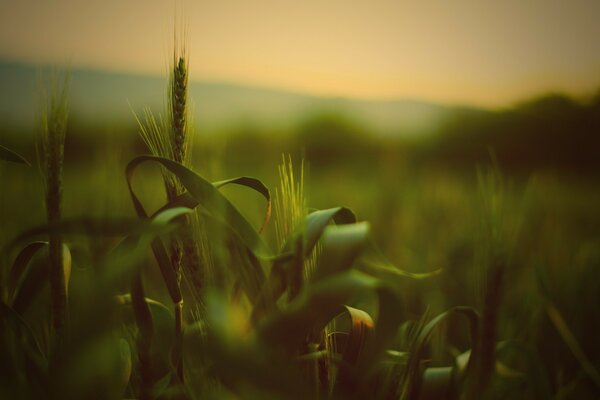 Campo con spighette verdi