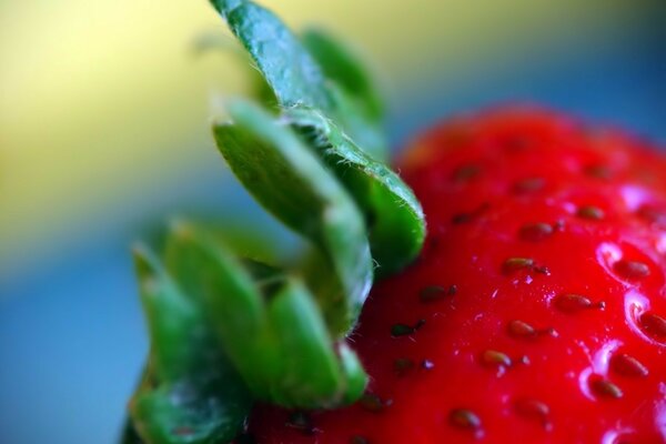 Juicy strawberries close up