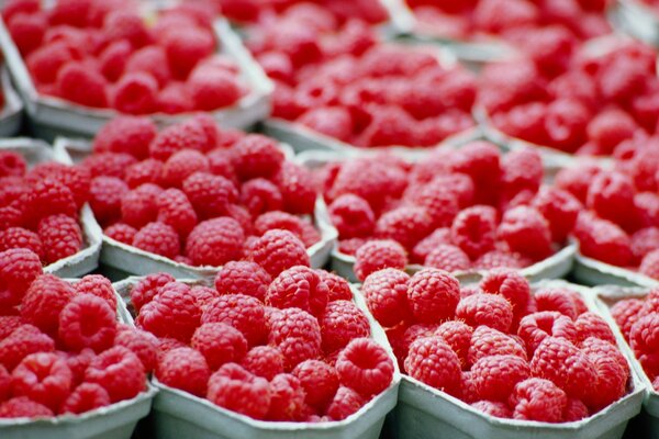 Tabletts mit rosa saftigen Himbeeren