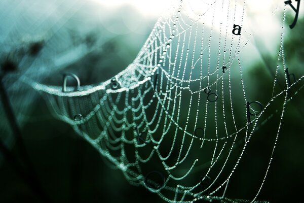 Foto nasses Spinnennetz im Wald