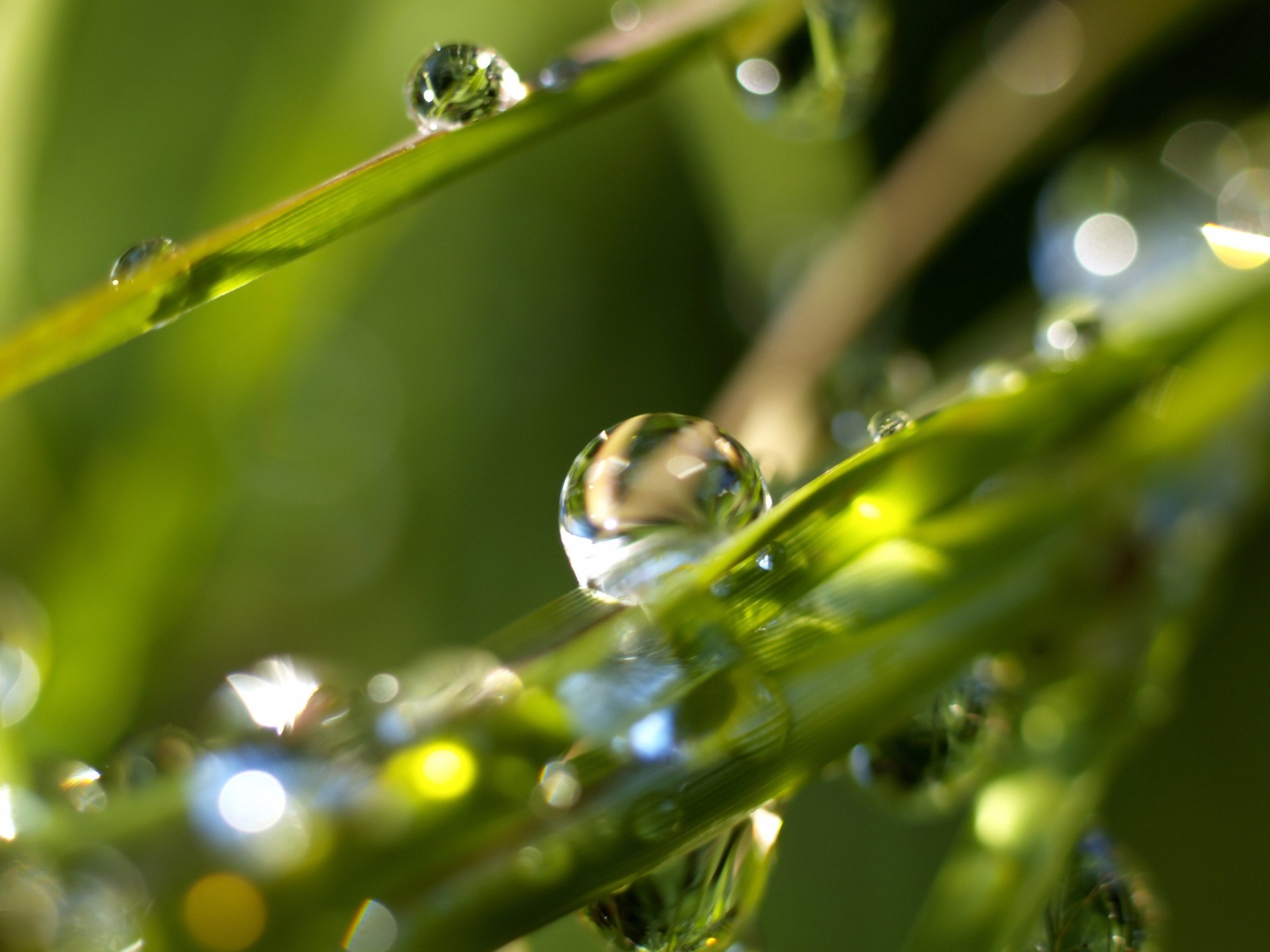 matin rosée herbe gouttes