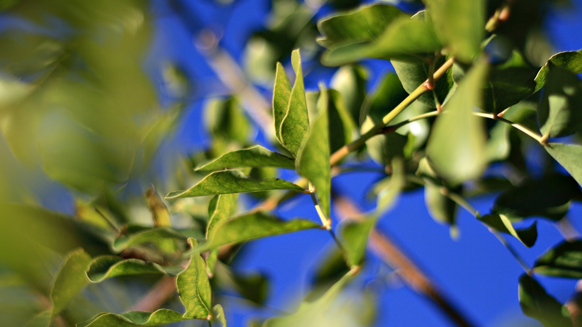 leaves close up sky