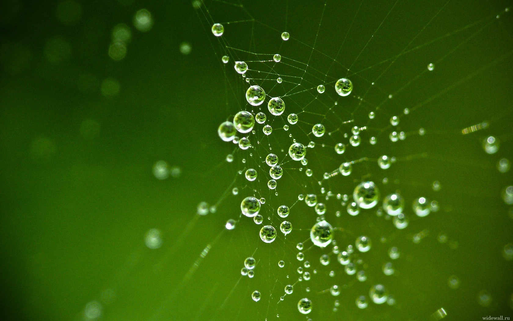 gotas telarañas verdes